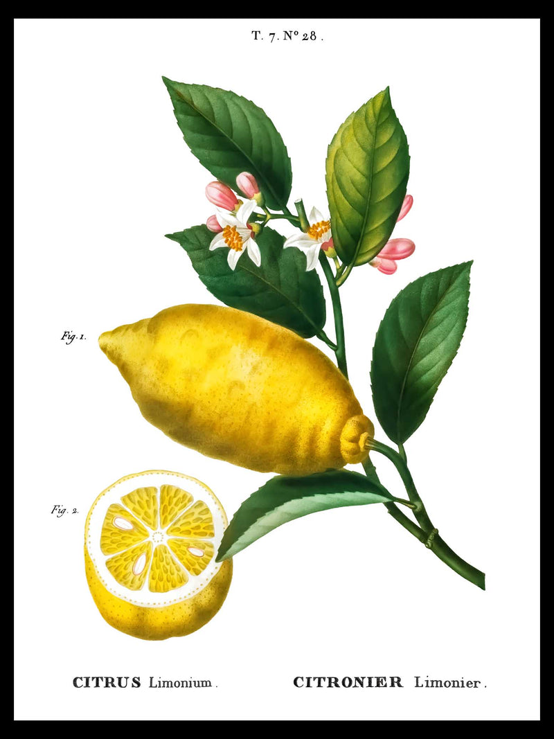 Lemons - Pierre-Joseph Redouté Botanical Poster