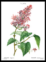 Lilac Branch - Pierre-Joseph Redouté Botanical Poster