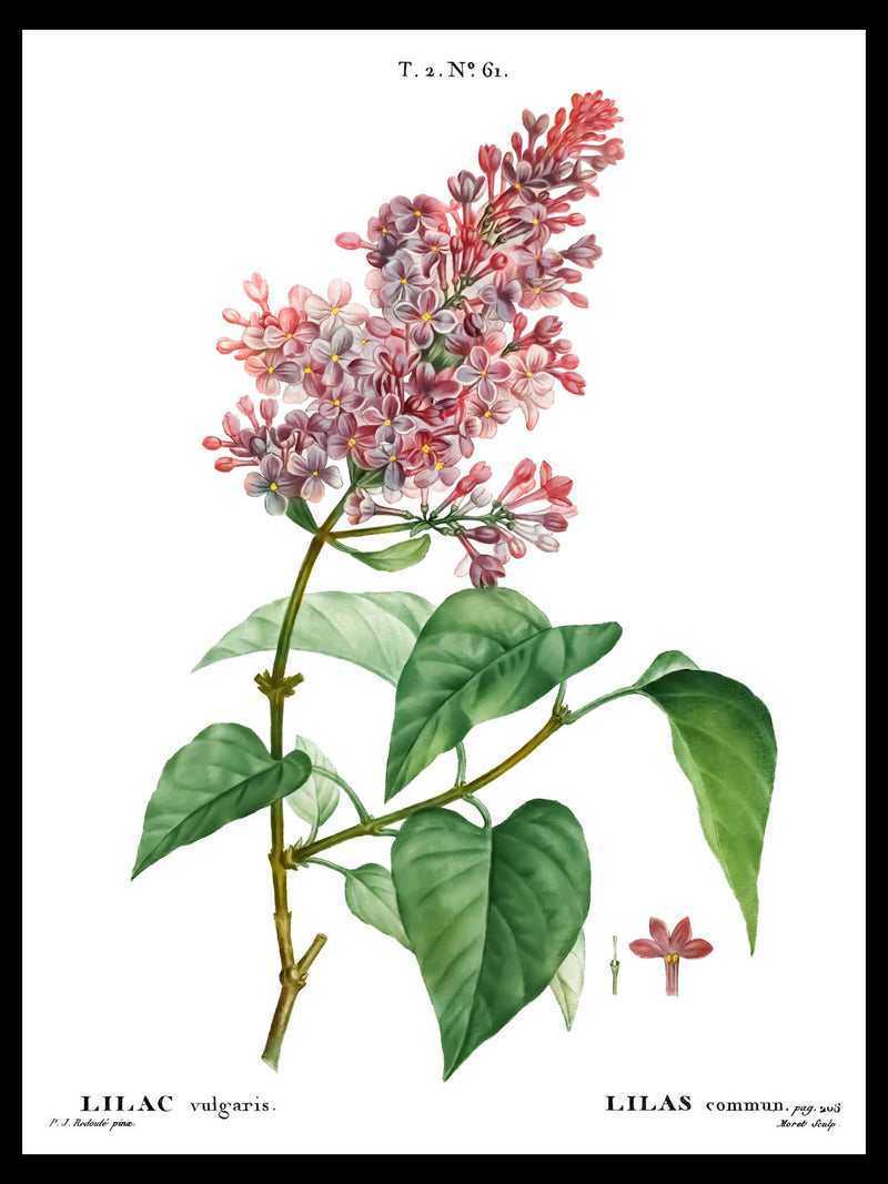 Lilac Branch - Pierre-Joseph Redouté Botanical Poster