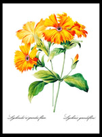 Lychnis Grandiflora - Pierre-Joseph Redouté Botanical Poster