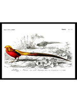 Male Golden Pheasant - Dictionnaire Universel d'Histoire Naturelle Zoology Poster