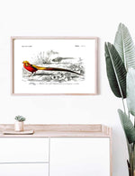 Male Golden Pheasant - Dictionnaire Universel d'Histoire Naturelle Zoology Poster