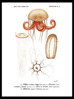 Marine Life - Dictionnaire Universel d'Histoire Naturelle Zoology Poster