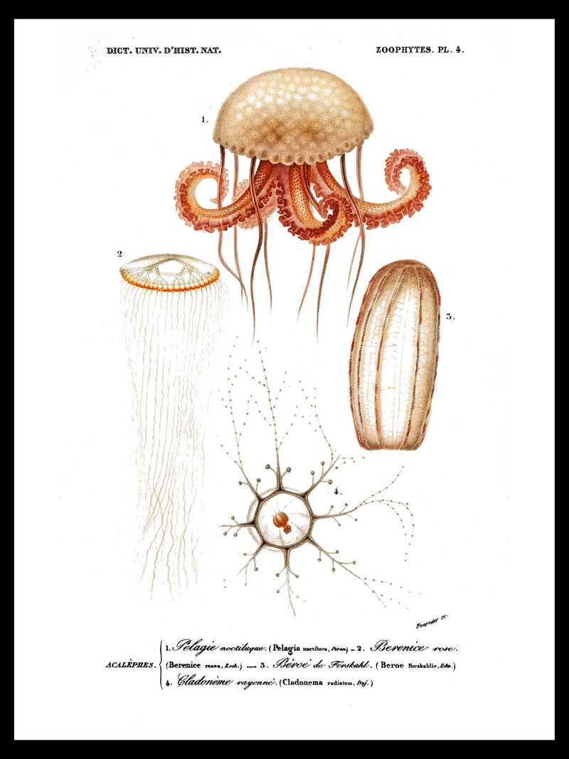 Marine Life - Dictionnaire Universel d'Histoire Naturelle Zoology Poster