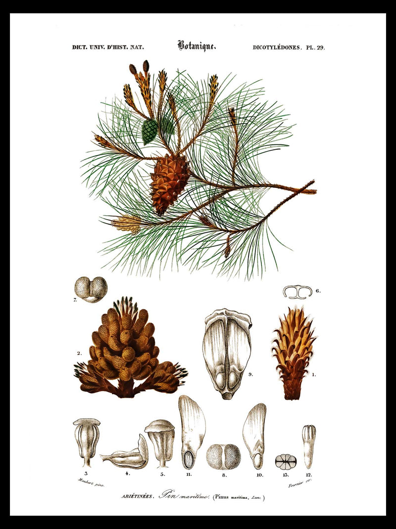 Maritime Pine - Dictionnaire Universel d'Histoire Naturelle Botanical Poster