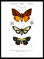 Moth Collection - Dictionnaire Universel d'Histoire Naturelle Zoology Poster
