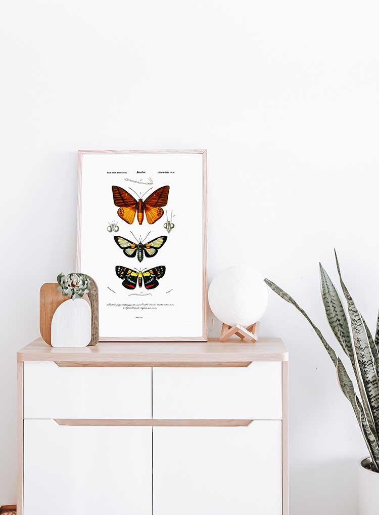 Moth Collection - Dictionnaire Universel d'Histoire Naturelle Zoology Poster