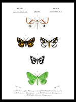 Moth Collection 2 - Dictionnaire Universel d'Histoire Naturelle Zoology Poster