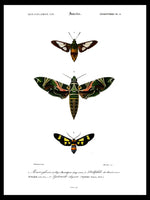 Moths - Dictionnaire Universel d'Histoire Naturelle Zoology Poster