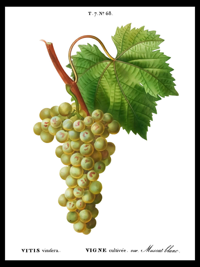 Muscat Blanc Grapes - Pierre-Joseph Redouté Botanical Poster