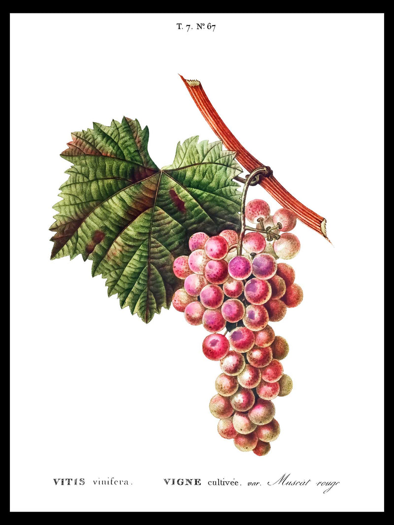 Muscat Rouge - Pierre-Joseph Redouté Botanical Poster