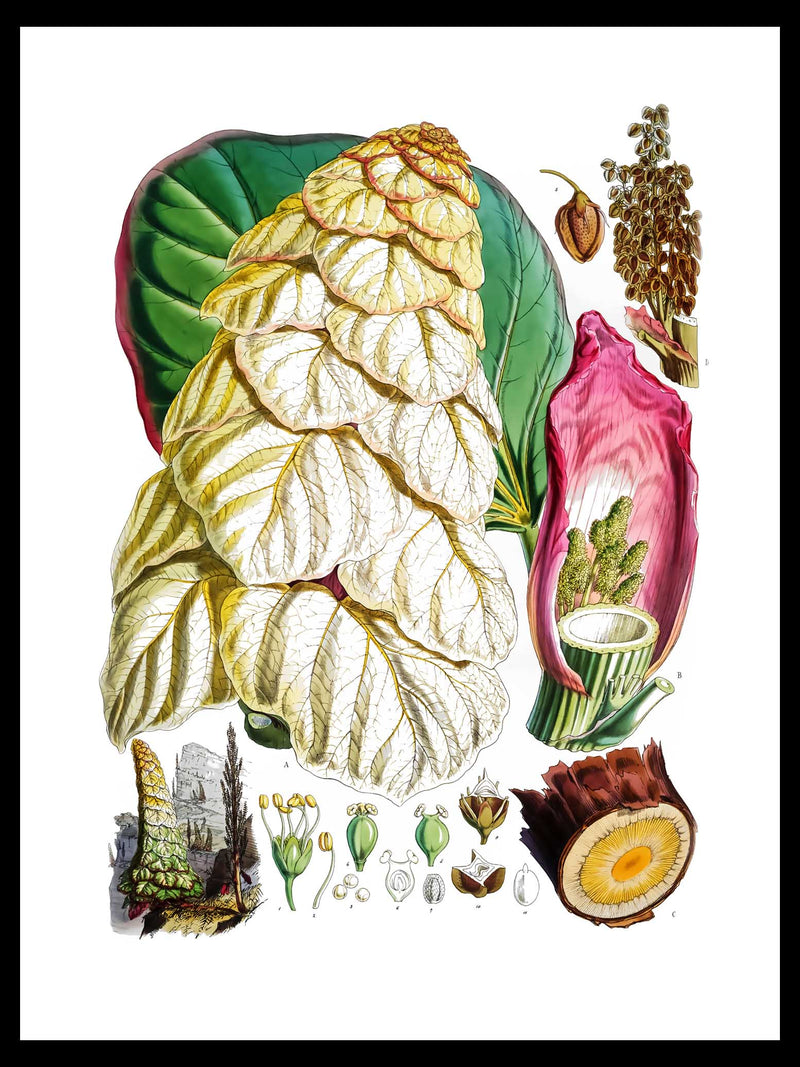 Noble Rhubarb - Walter Hood Himalayan Plants Botanical Poster