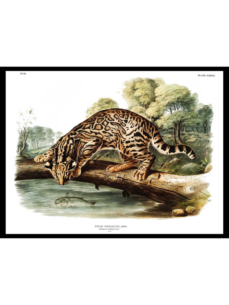 Ocelot (Felis pardalis) - Zoology Posters