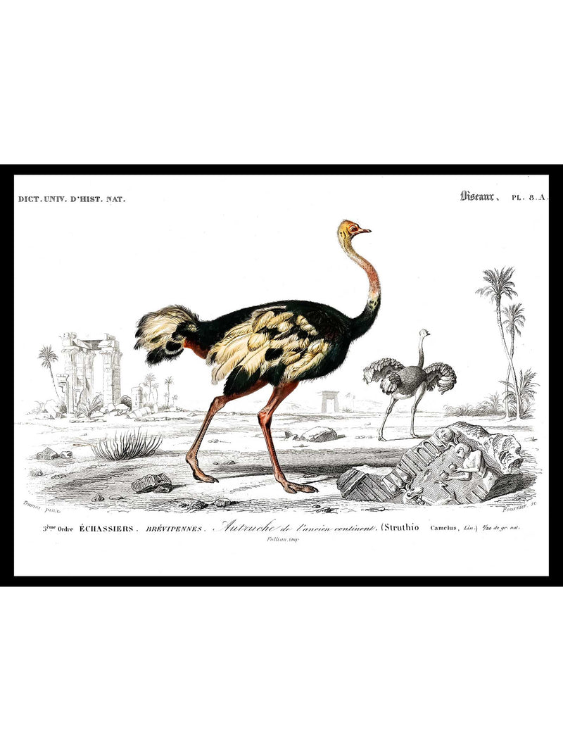 Ostrich - Dictionnaire Universel d'Histoire Naturelle Zoology Poster