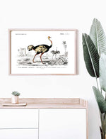 Ostrich - Dictionnaire Universel d'Histoire Naturelle Zoology Poster