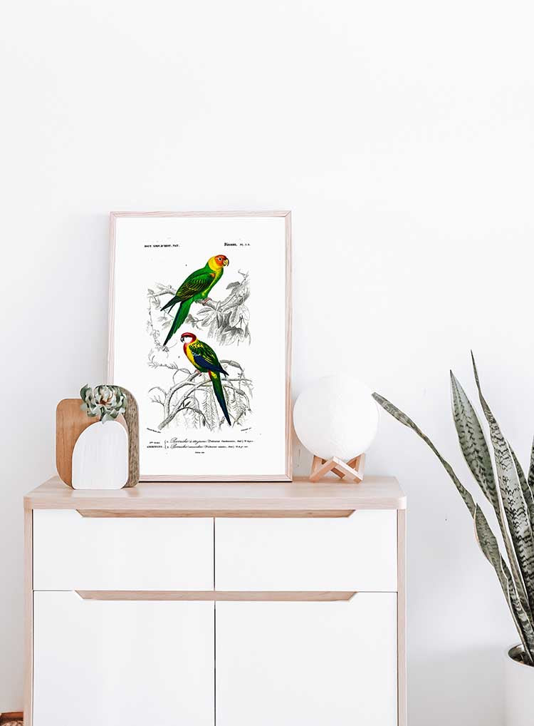 Parrots - Dictionnaire Universel d'Histoire Naturelle Zoology Poster