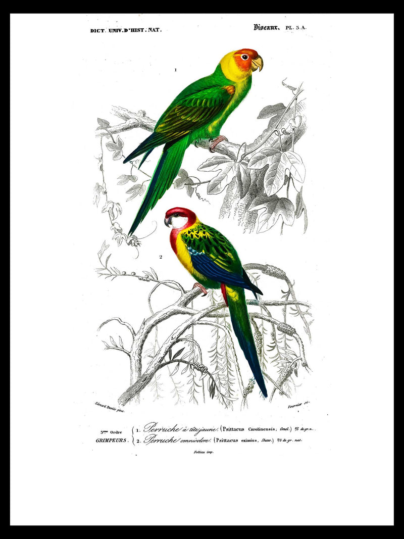 Parrots - Dictionnaire Universel d'Histoire Naturelle Zoology Poster