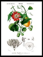 Passiflore Ailee - Dictionnaire Universel d'Histoire Naturelle Botanical Poster