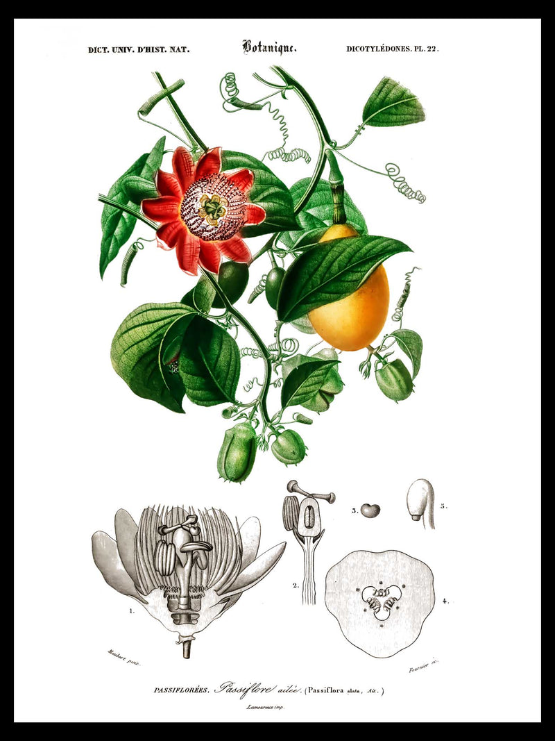 Passiflore Ailee - Dictionnaire Universel d'Histoire Naturelle Botanical Poster