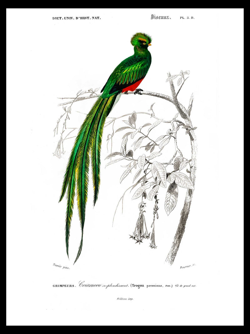 Pavonine quetzal - Dictionnaire Universel d'Histoire Naturelle Zoology Poster