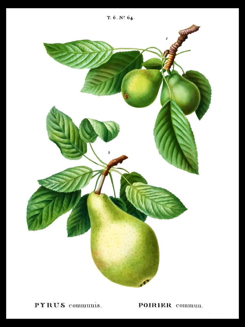 Pear - Pierre-Joseph Redouté Botanical Poster