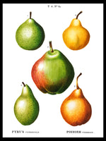 Pears - Pierre-Joseph Redouté Botanical Poster