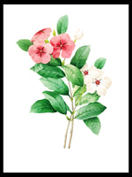 Periwinkle - Pierre-Joseph Redouté Botanical Poster