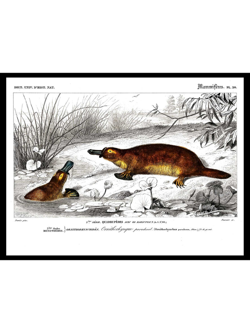 Platypus - Dictionnaire Universel d'Histoire Naturelle Zoology Poster