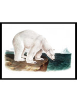 Polar Bear (Ursus Maritimus) - Zoology Posters