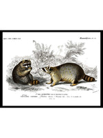 Raccoon - Dictionnaire Universel d'Histoire Naturelle Zoology Poster