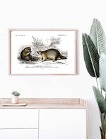 Raccoon - Dictionnaire Universel d'Histoire Naturelle Zoology Poster