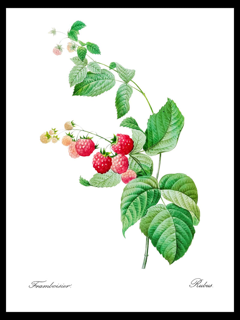 Raspberry - Pierre-Joseph Redouté Botanical Poster