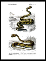 Rattlesnake & Saharan Horned Viper - Dictionnaire Universel d'Histoire Naturelle Zoology Poster