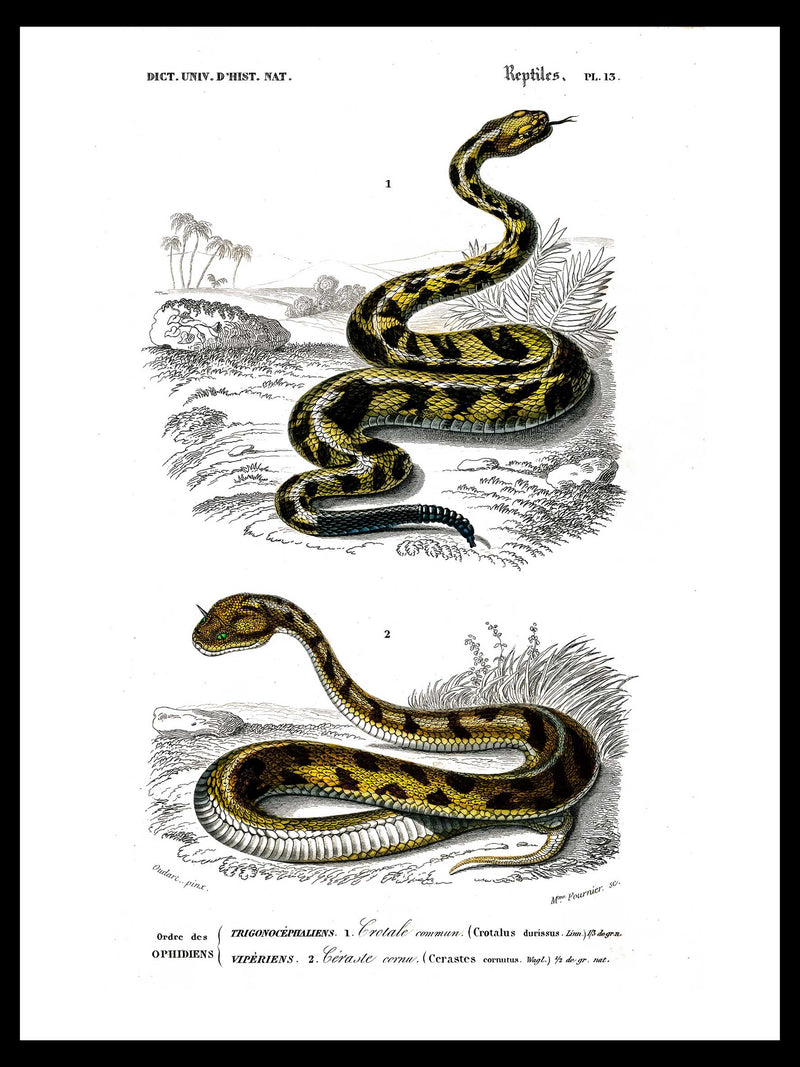 Rattlesnake & Saharan Horned Viper - Dictionnaire Universel d'Histoire Naturelle Zoology Poster