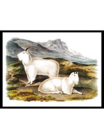 Rocky Mountain Goat (Capra Americana) - Zoology Poster