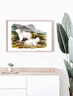 Rocky Mountain Goat (Capra Americana) - Zoology Poster