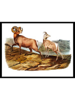 Rocky Mountain Sheep (Ovis montana) - Zoology Posters