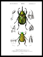 Scarab Beetle & Eastern Hercules Beetle - Dictionnaire Universel d'Histoire Naturelle Zoology Poster