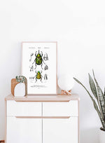 Scarab Beetle & Eastern Hercules Beetle - Dictionnaire Universel d'Histoire Naturelle Zoology Poster