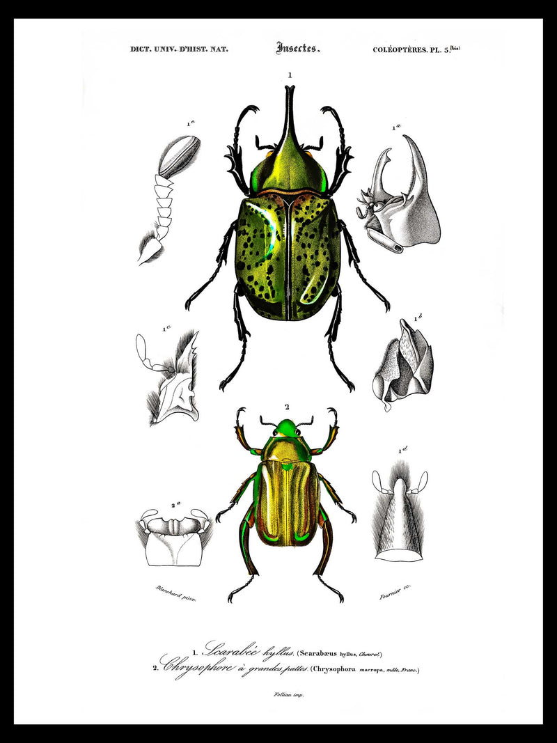 Scarab Beetle & Eastern Hercules Beetle - Dictionnaire Universel d'Histoire Naturelle Zoology Poster