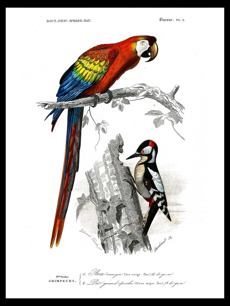 Scarlet Macaw - Dictionnaire Universel d'Histoire Naturelle Zoology Poster