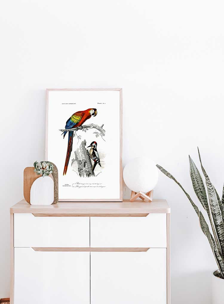 Scarlet Macaw - Dictionnaire Universel d'Histoire Naturelle Zoology Poster
