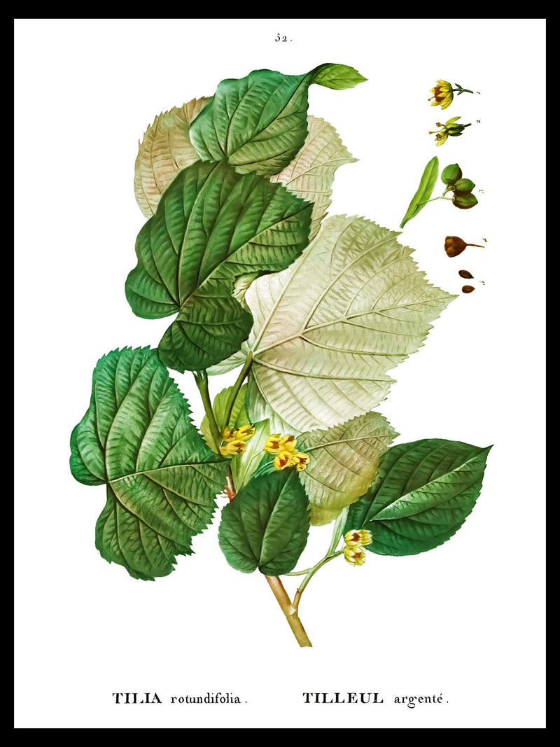 Silver Linden - Pierre-Joseph Redouté Botanical Poster