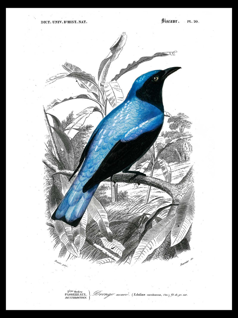 Square-tailed drongo - Dictionnaire Universel d'Histoire Naturelle Zoology Poster