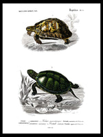 Tortoise & Pond Turtle - Dictionnaire Universel d'Histoire Naturelle Zoology Poster