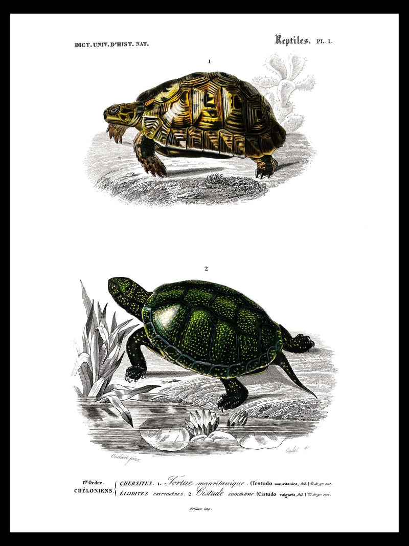 Tortoise & Pond Turtle - Dictionnaire Universel d'Histoire Naturelle Zoology Poster