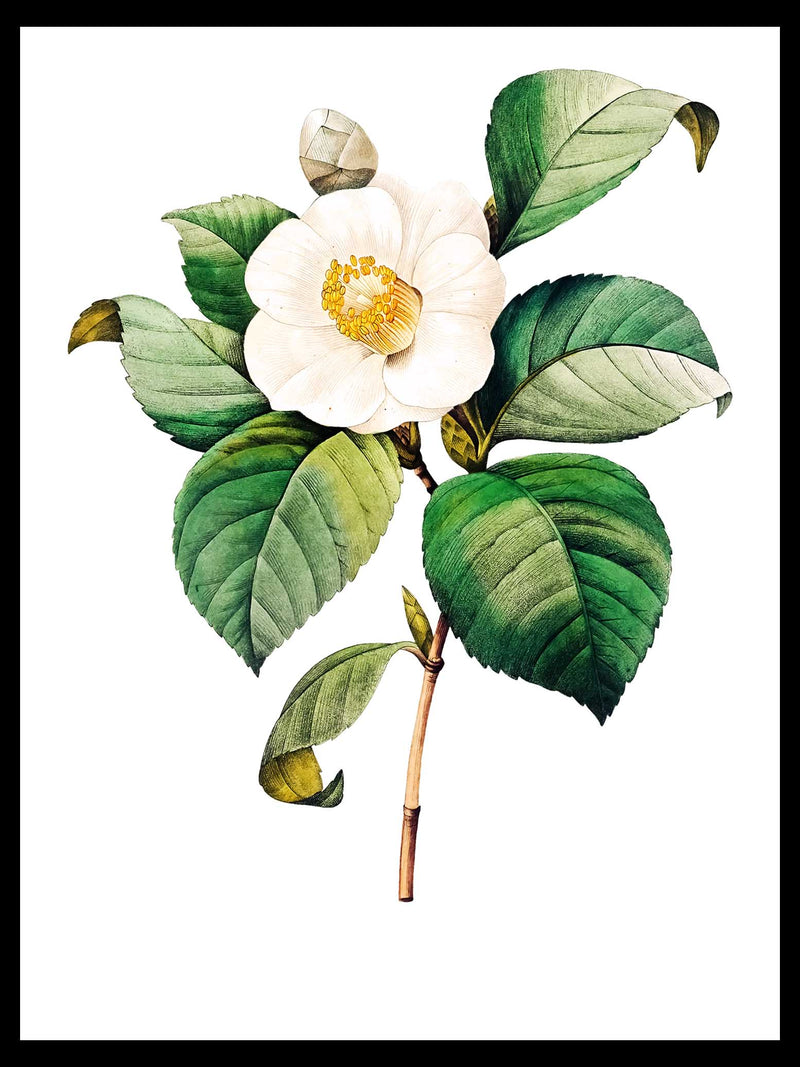 White Japanese Camellia - Pierre-Joseph Redouté Botanical Poster