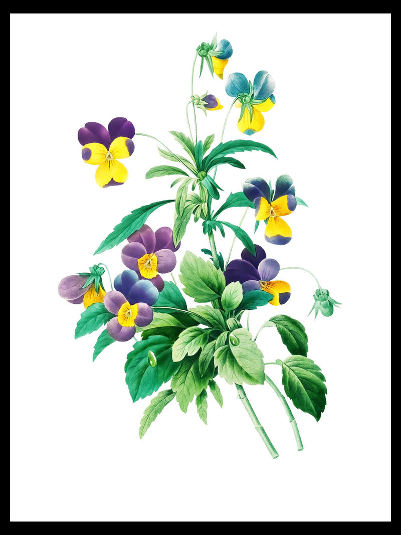 Wild Pansy - Pierre-Joseph Redouté Botanical Poster
