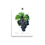 Blue Grape Cluster - Pierre-Joseph Redouté Botanical Poster